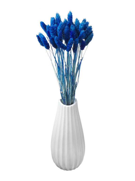 Фалярис тёмно-голубой (40шт) М117