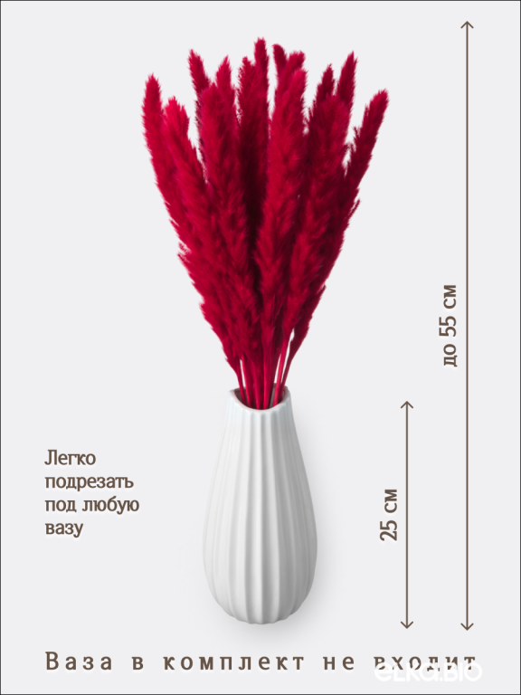 Пампас мини тёмно-красный 15 шт. Высший сорт. Высота 40-50 см. М131