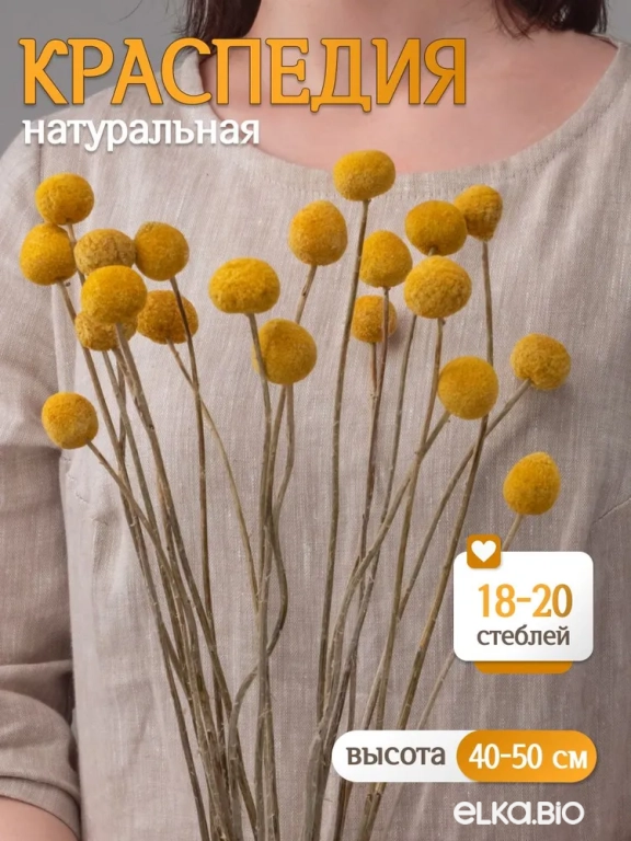 Краспедия натуральная 45 см Краспедия натуральная 45 см