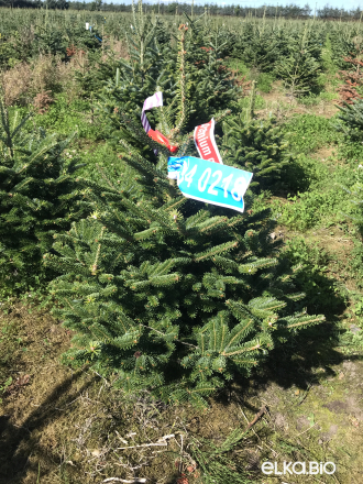 Пихта Фразера в горшке 0.80 - 1.00