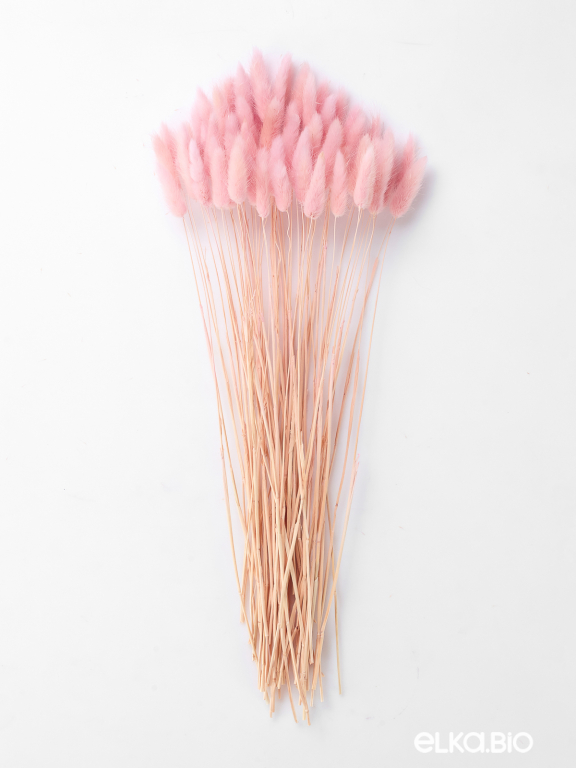 Лагурус светло-розовый высший сорт - 60 шт Лагурус светло-розовый высший сорт - 60 шт