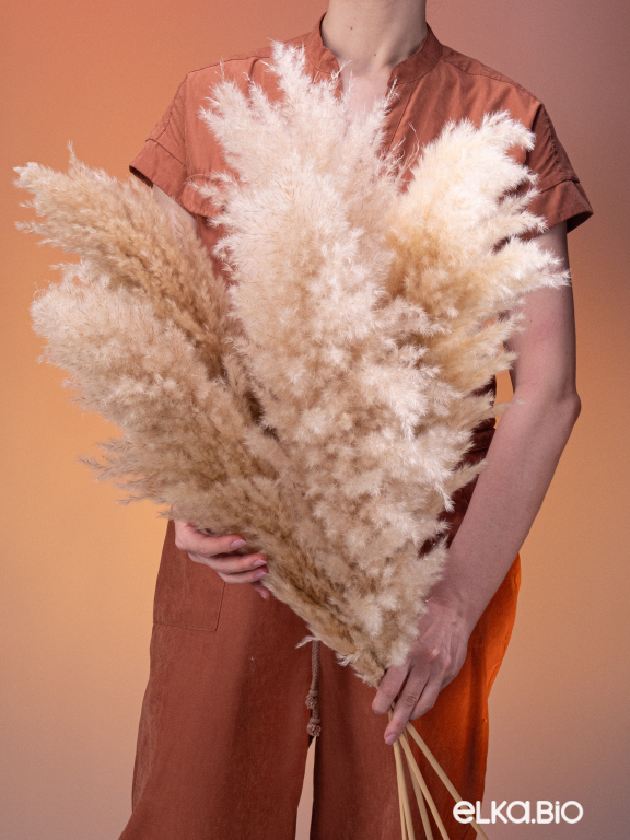 Пампасная трава кортадерия натуральная (5шт) М000 Пампасная трава кортадерия натуральная (5шт) М000