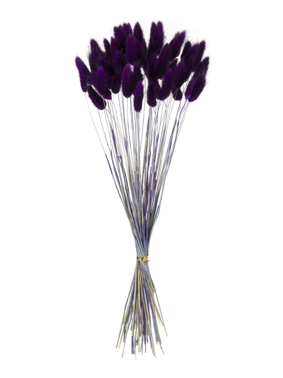 Лагурус фиолетовый высший сорт - 60 шт