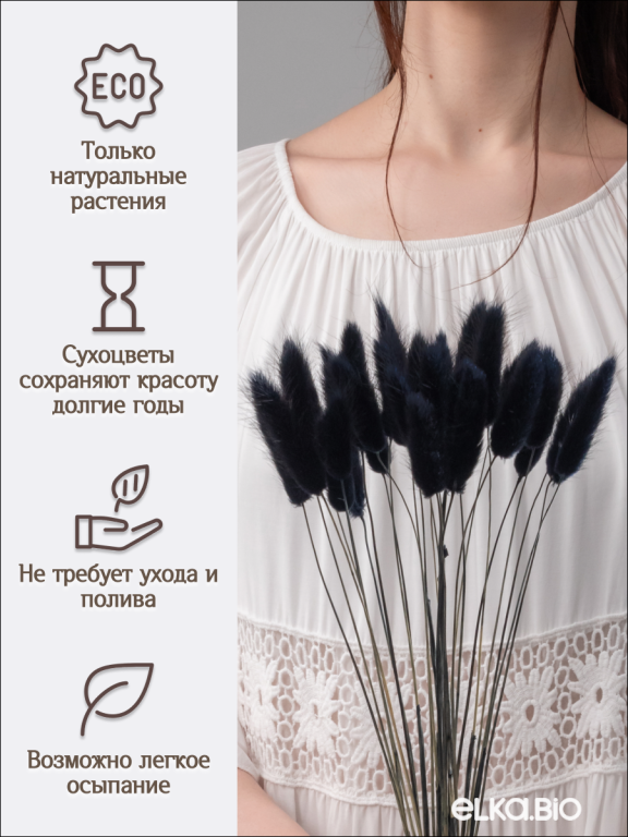 Лагурус чёрный 30 шт. Высший сорт. Высота 25-35 см М489