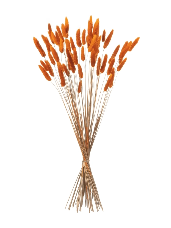 Лагурус оранжевый первый сорт - 300 шт