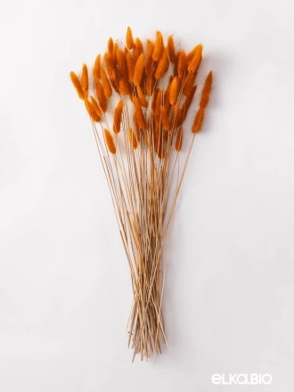 Лагурус оранжевый высший сорт - 60 шт