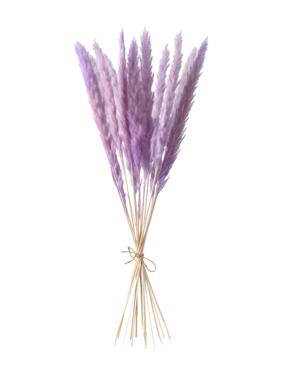 Трава сухоцвет пампас мини 15 шт сиреневый высший сорт