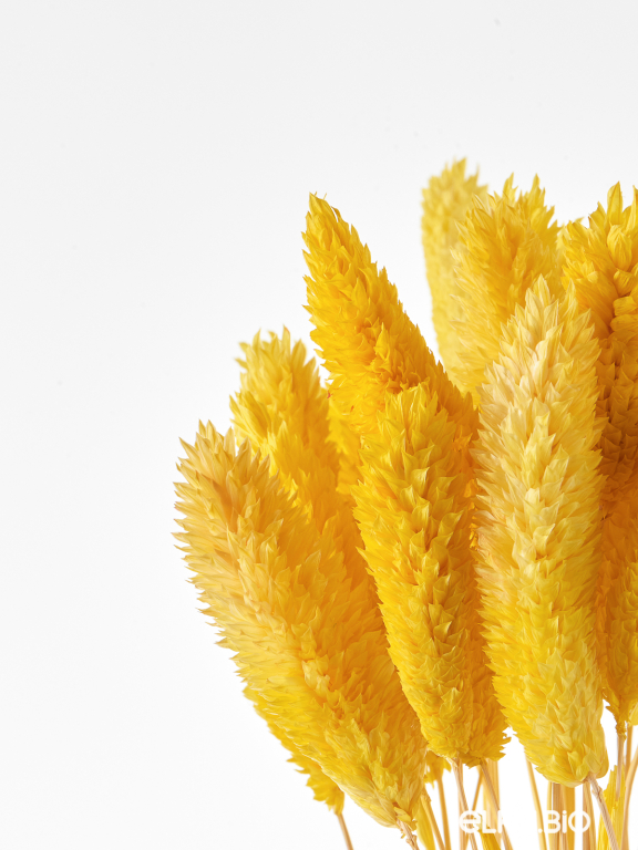 Фалярис жёлтый (40шт) М106