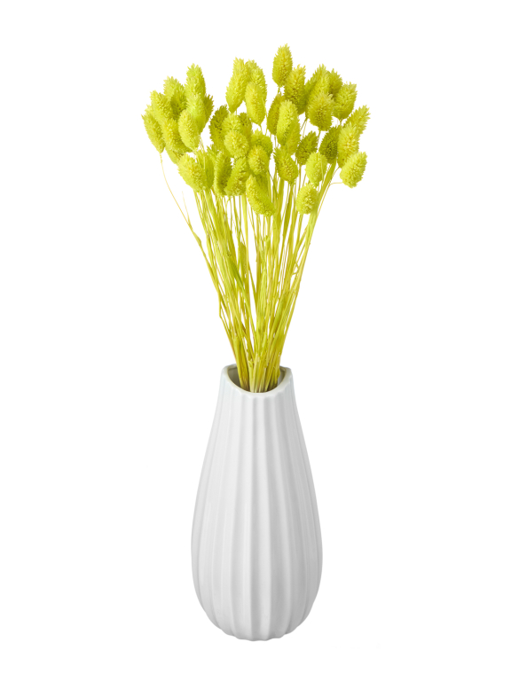 Фалярис салатовый (40шт) М110 Фалярис салатовый (40шт) М110