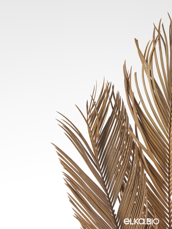 Лист пальмы цикас (5шт) М181