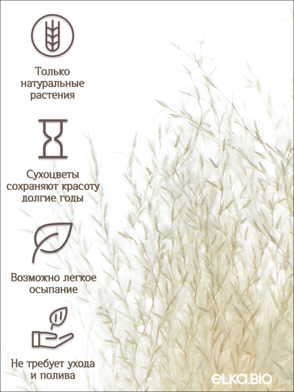 Мискантус светло-бежевый 30 шт. Высший сорт М278