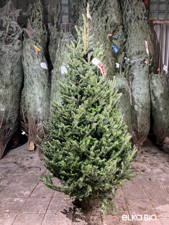 Пихта Фразера срезанная 2.00 - 2.25