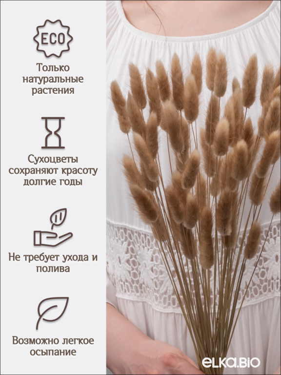 Лагурус натуральный 60 шт. Высший сорт. Высота 25-35 см М231