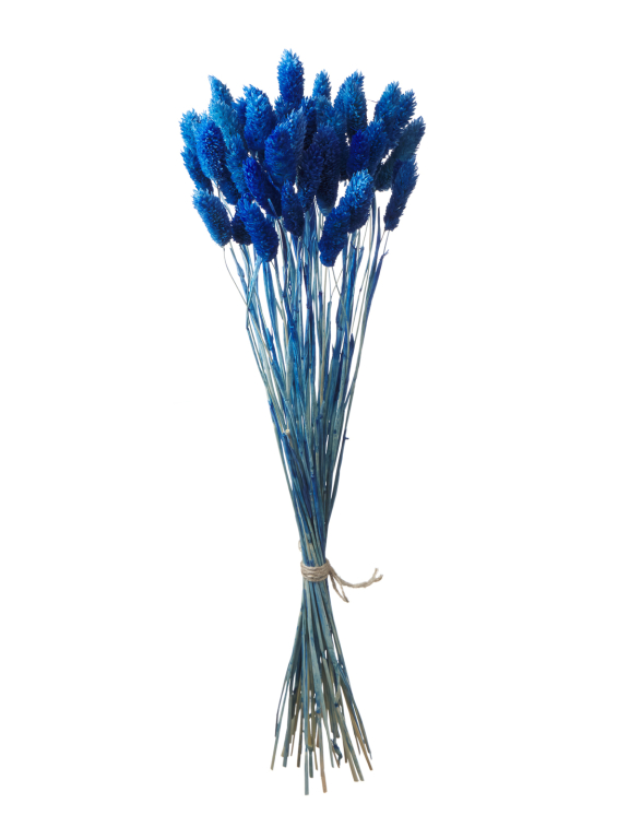 Фалярис тёмно-голубой (40шт) М117