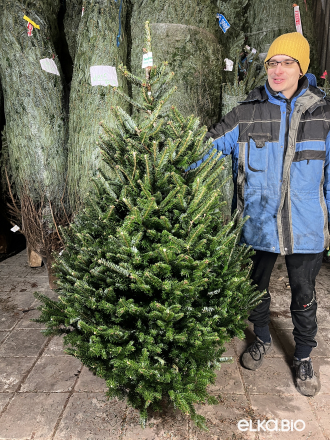 Пихта Фразера срезанная 1.50 - 1.75