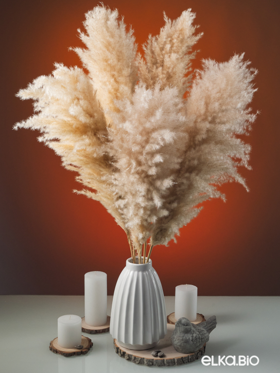 Пампасная трава кортадерия натуральная (5шт) М000 Пампасная трава кортадерия натуральная (5шт) М000