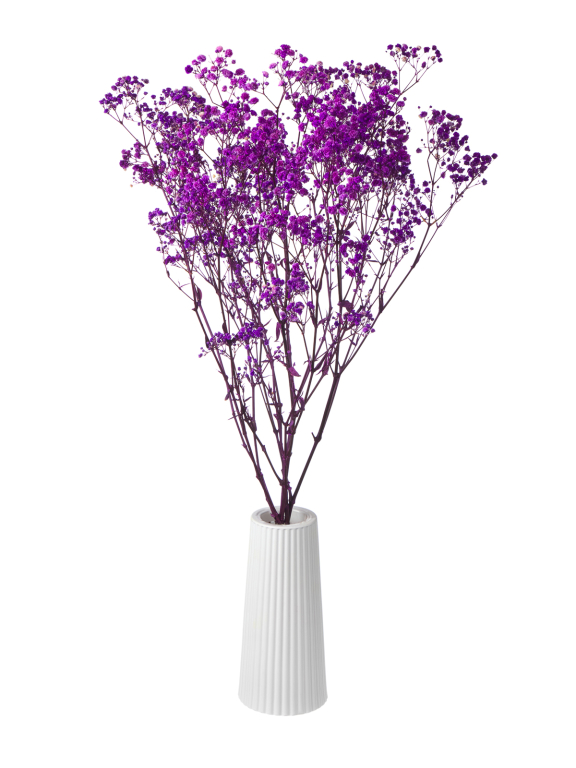  Гипсофила сиреневый 100 - 115 г. Первый сорт - стабилизированная