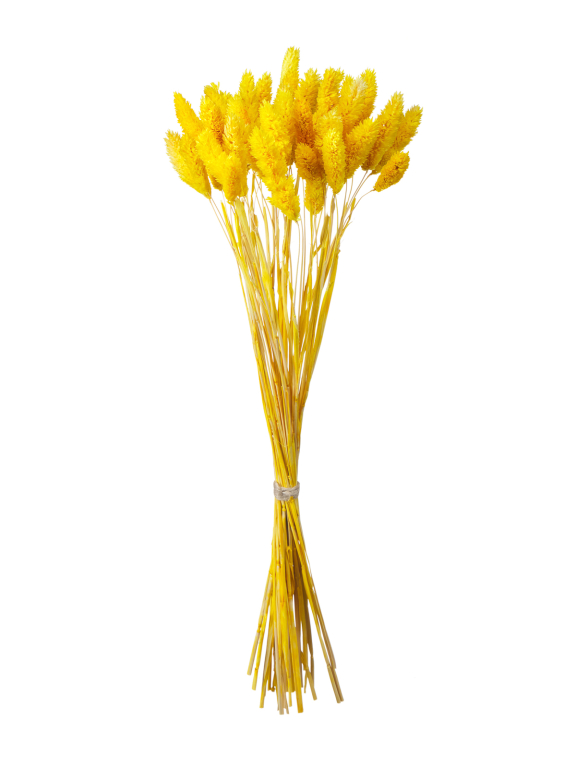 Фалярис жёлтый (40шт) М106