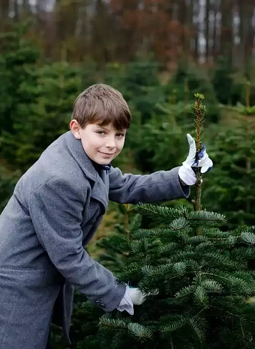 мальчик срезает елку