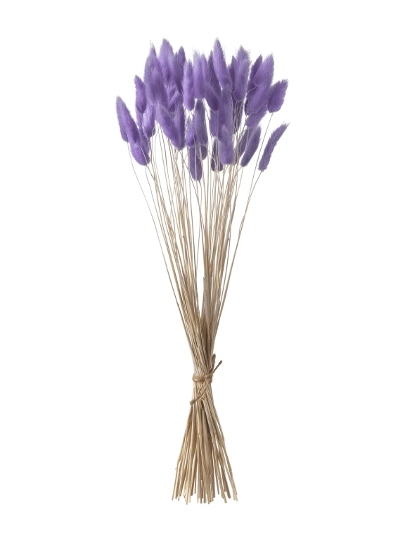 Лагурус сиреневый первый сорт - 300 шт