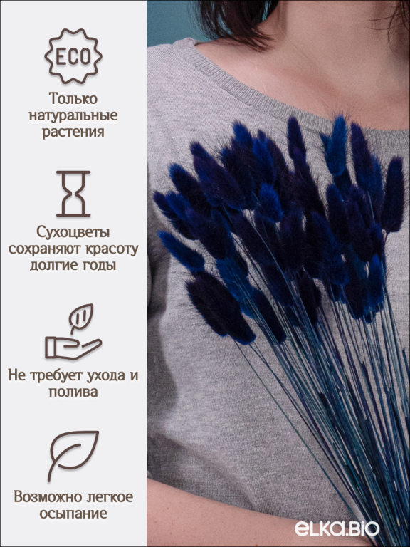 Лагурус тёмно-синий 60 шт. Высший сорт. Высота 25-35 см М239