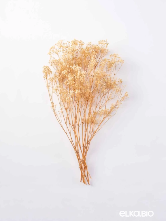 Гипсофила стабилизированная бежевая 140 гр. высший сорт М051