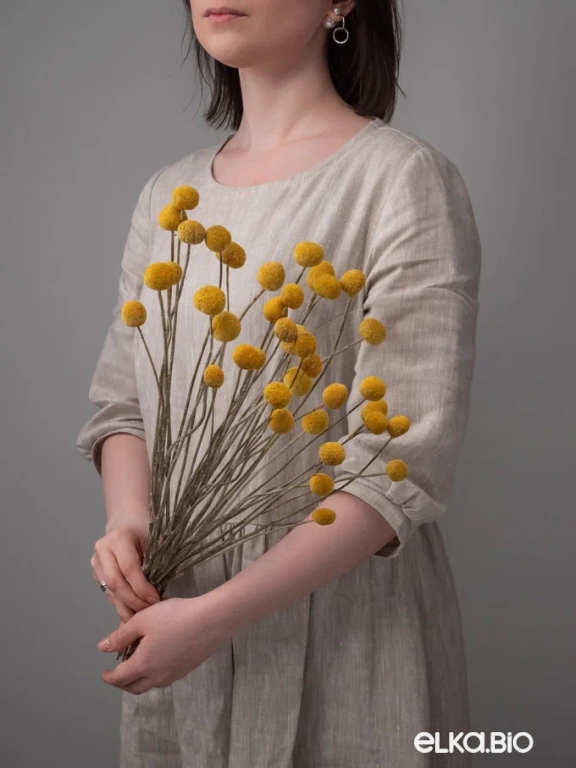 Краспедия (40 шт) 40-50 см М249