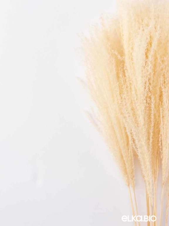 Мискантус светло-бежевый (9-10шт) М039