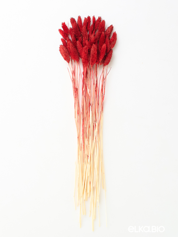 Фалярис красный (40шт) М108