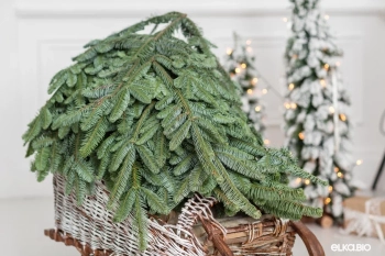 Лапник пихты Нобилис 15 кг