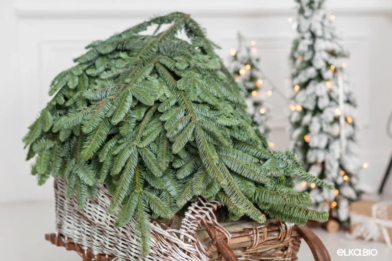 Лапник пихты Нобилис 15 кг