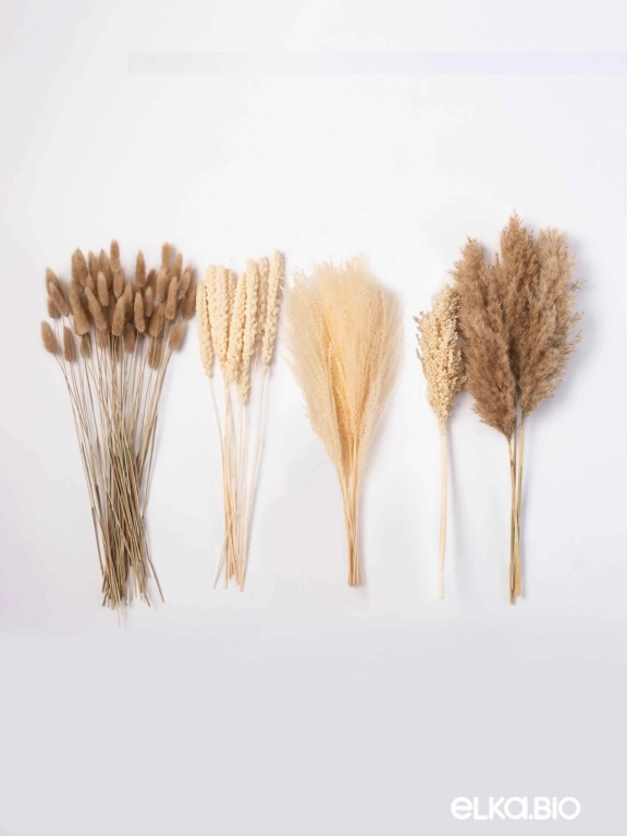 Cухоцветы для декора. Набор М072