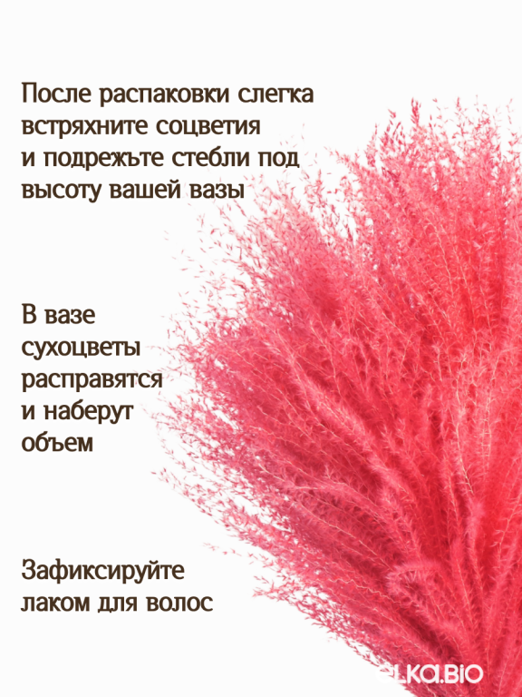 Мискантус розовый 30 шт. Высший сорт М042
