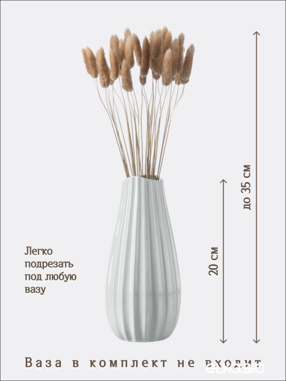 Лагурус натуральный 30 шт. Высший сорт. Высота 25-35 см М469