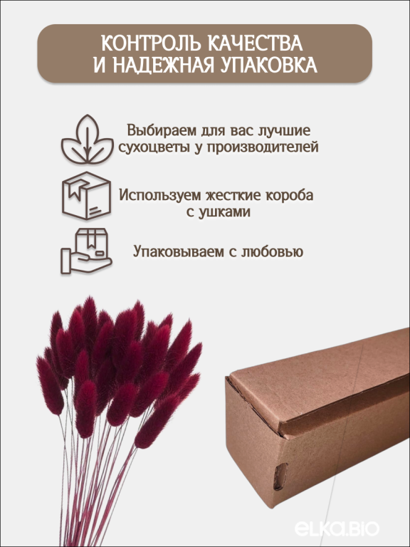 Лагурус бордовый марсала 30 шт. Высший сорт. Высота 25-35 см М473