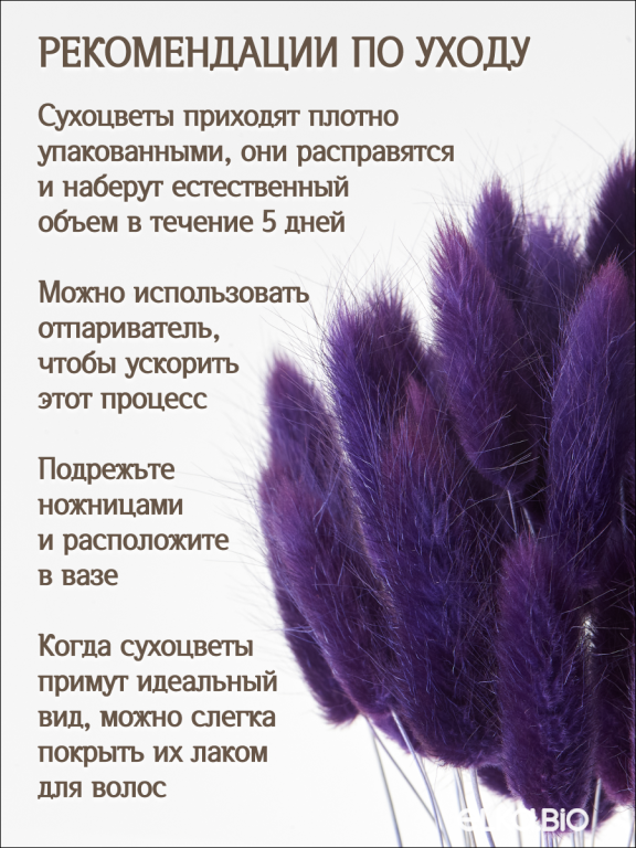Лагурус фиолетовый 60 шт. Высший сорт. Высота 25-35 см М240
