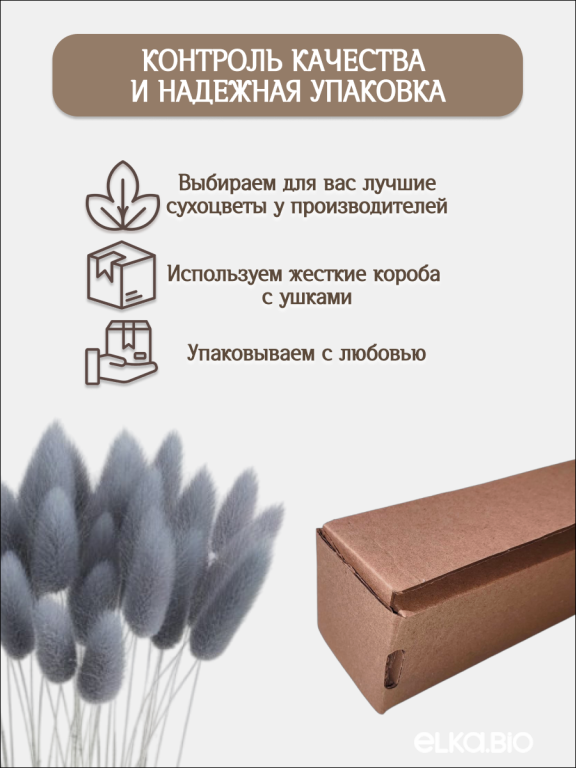 Лагурус серый 30 шт. Высший сорт. Высота 25-35 см М482