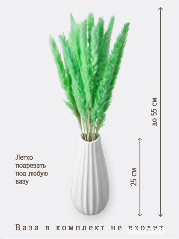 Пампас мини салатовый 15 шт. Высший сорт. Высота 40-50 см. М132