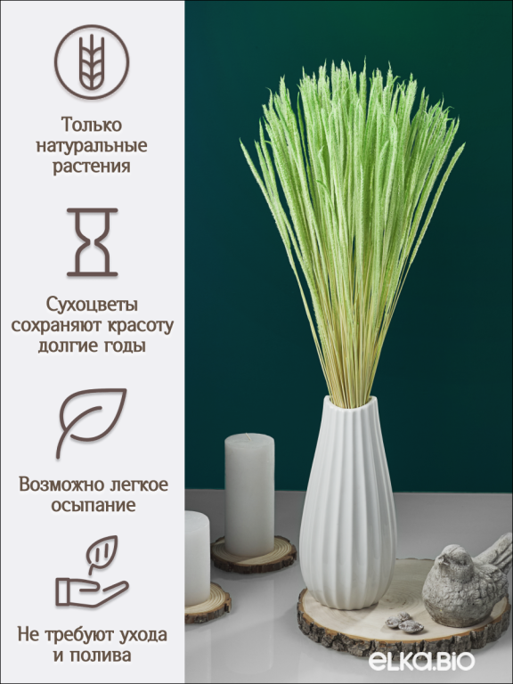 Алопекурус (тимофеевка) зелёный 150 шт. Высший сорт - до 50 см  М454