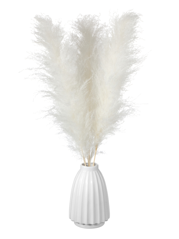 Пампасная трава белая кортадерия (3шт) М149