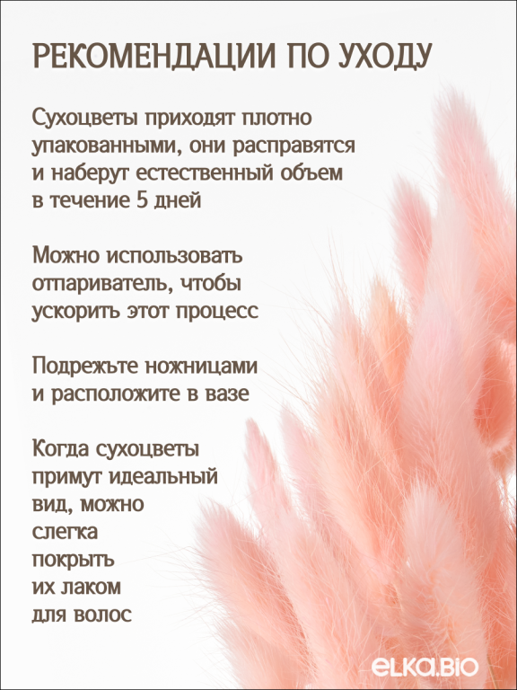 Лагурус светло-розовый 60 шт. Высший сорт. Высота 25-35 см. Высота 25-35 см М233