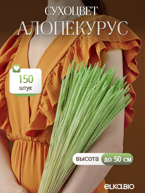 Алопекурус (тимофеевка) зелёный 150 шт. Высший сорт - до 50 см  М454