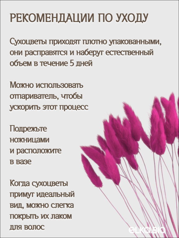 Лагурус фуксия 30 шт. Высший сорт. Высота 25-35 см М488