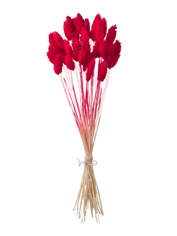 Фалярис красный (40шт) М108