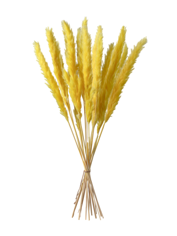 Трава сухоцвет пампас мини 15 шт. жёлтый высший сорт