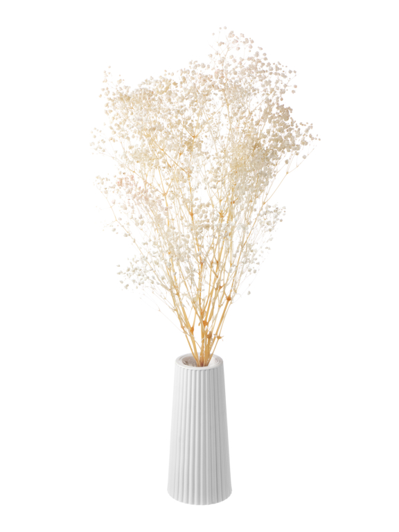 Гипсофила стабилизированная белоснежная 140 гр. высший сорт М157