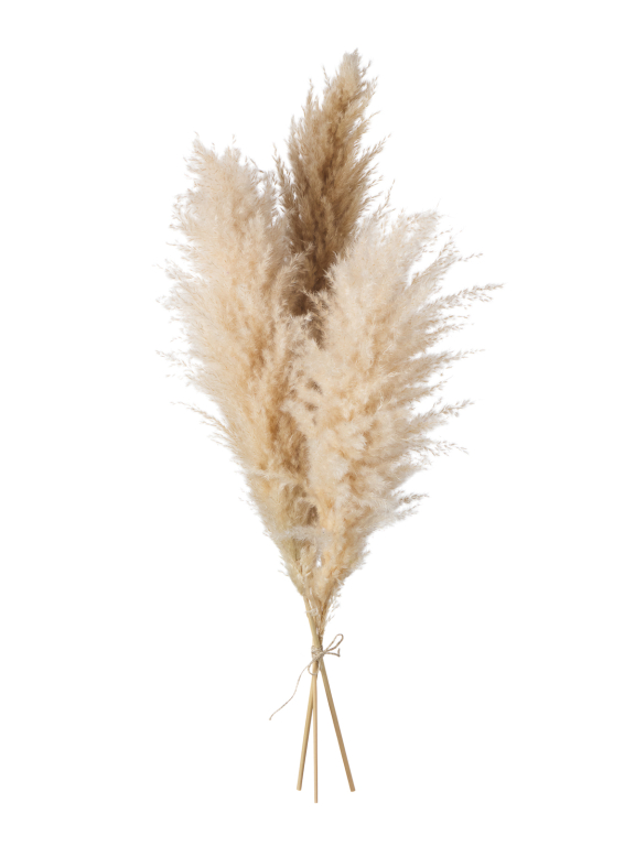 Пампасная трава кортадерия натуральная (3шт) М152