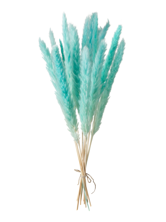 Трава сухоцвет пампас мини 90 шт. светло-бирюзовый первый сорт
