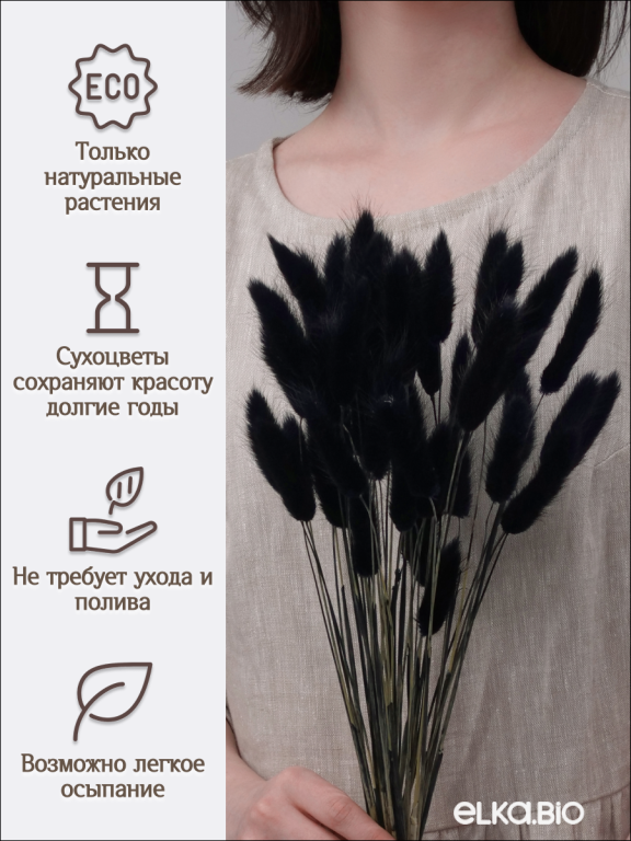 Лагурус чёрный 60 шт. Высший сорт. Высота 25-35 см М242