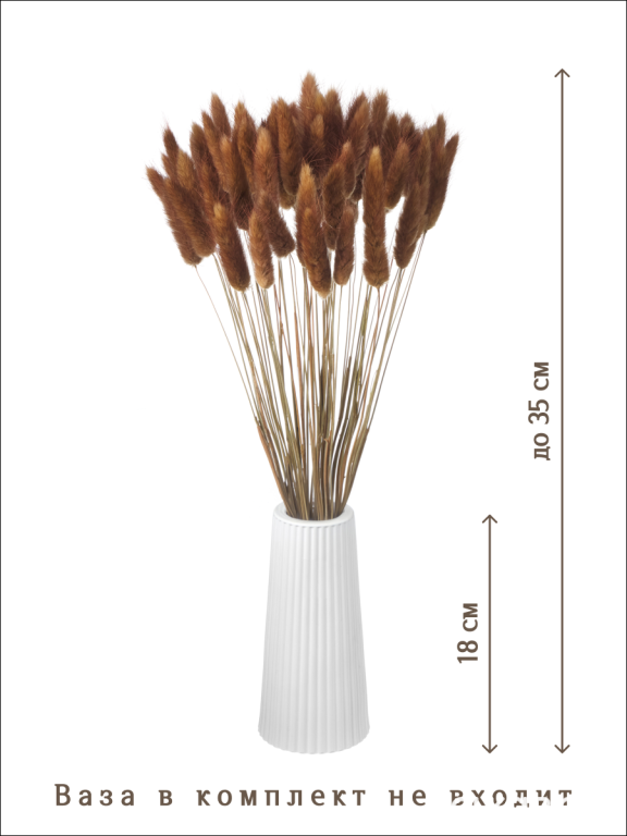 Лагурус шоколадный 60 шт. Высший сорт. Высота 25-35 см М243